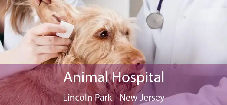 Animal Hospital Lincoln Park - New Jersey