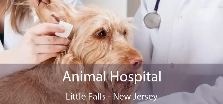 Animal Hospital Little Falls - New Jersey