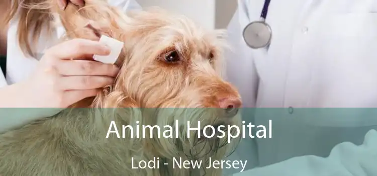Animal Hospital Lodi - New Jersey