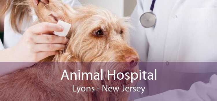 Animal Hospital Lyons - New Jersey