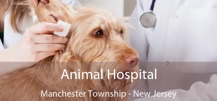 Animal Hospital Manchester Township - New Jersey