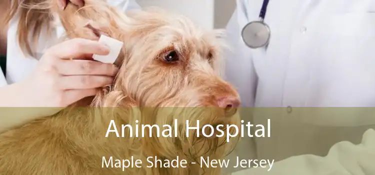 Animal Hospital Maple Shade - New Jersey