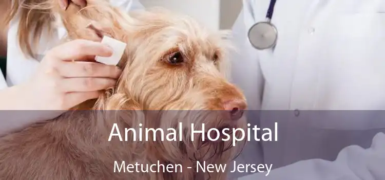 Animal Hospital Metuchen - New Jersey