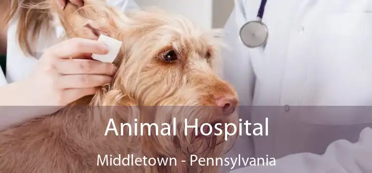 Animal Hospital Middletown - Pennsylvania