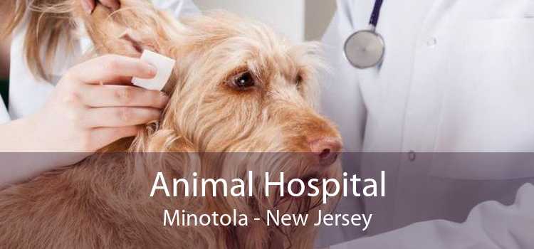 Animal Hospital Minotola - New Jersey
