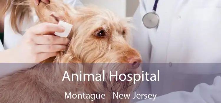 Animal Hospital Montague - New Jersey