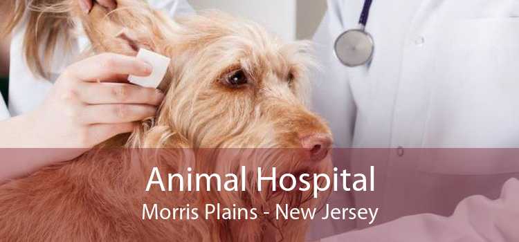 Animal Hospital Morris Plains - New Jersey