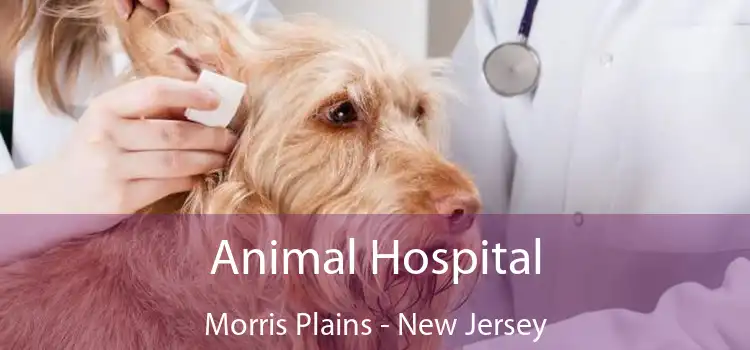 Animal Hospital Morris Plains - New Jersey