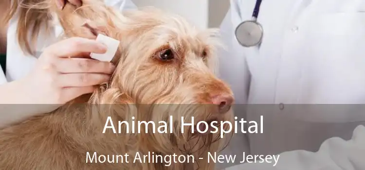 Animal Hospital Mount Arlington - New Jersey