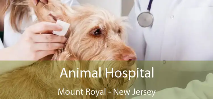 Animal Hospital Mount Royal - New Jersey