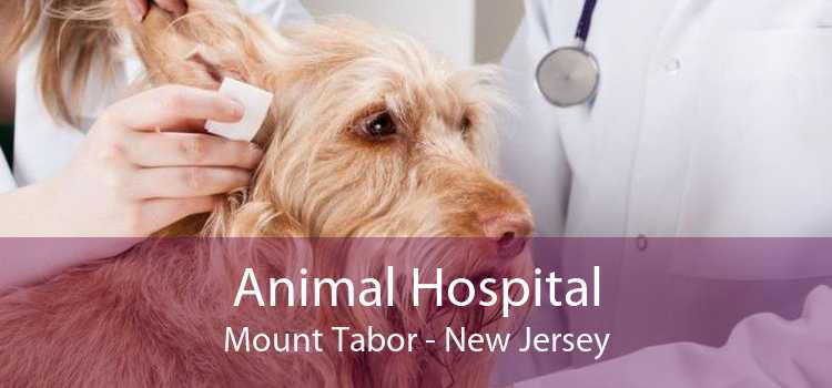 Animal Hospital Mount Tabor - New Jersey