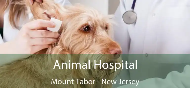 Animal Hospital Mount Tabor - New Jersey