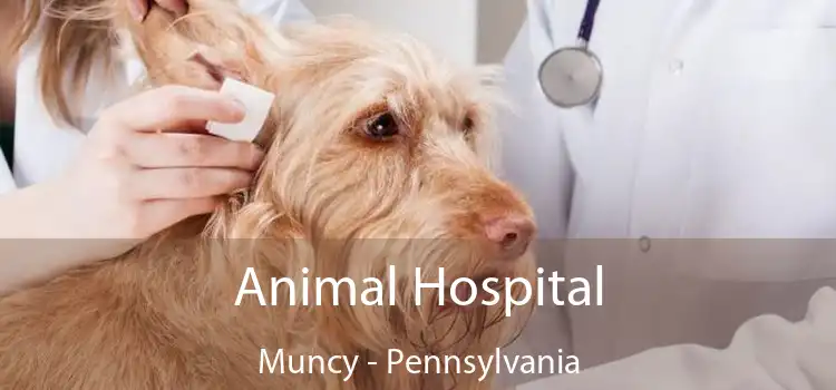 Animal Hospital Muncy - Pennsylvania