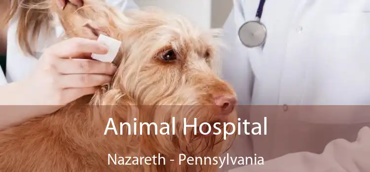 Animal Hospital Nazareth - Pennsylvania