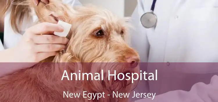 Animal Hospital New Egypt - New Jersey