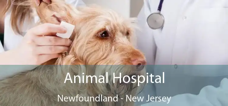 Animal Hospital Newfoundland - New Jersey