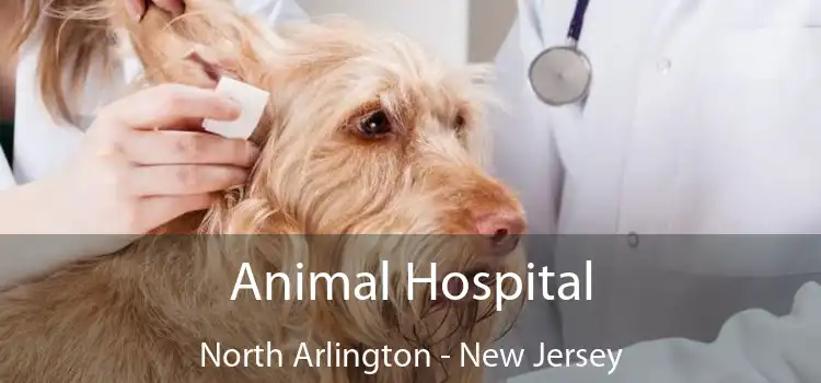 Animal Hospital North Arlington - New Jersey