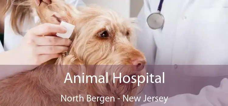 Animal Hospital North Bergen - New Jersey
