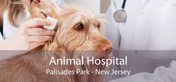 Animal Hospital Palisades Park - New Jersey