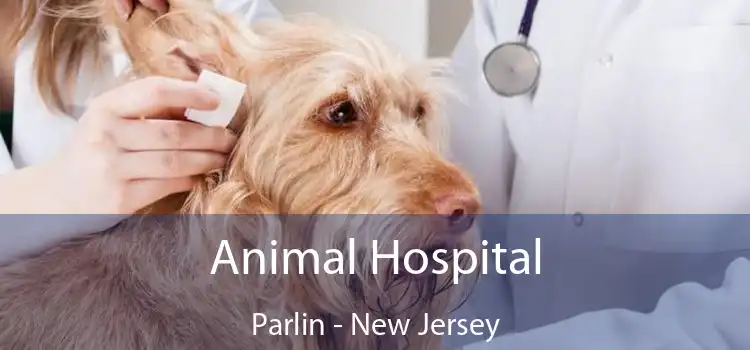 Animal Hospital Parlin - New Jersey