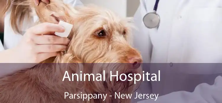 Animal Hospital Parsippany - New Jersey