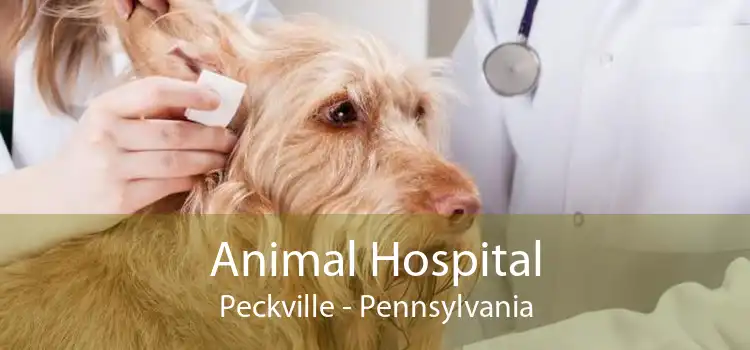Animal Hospital Peckville - Pennsylvania