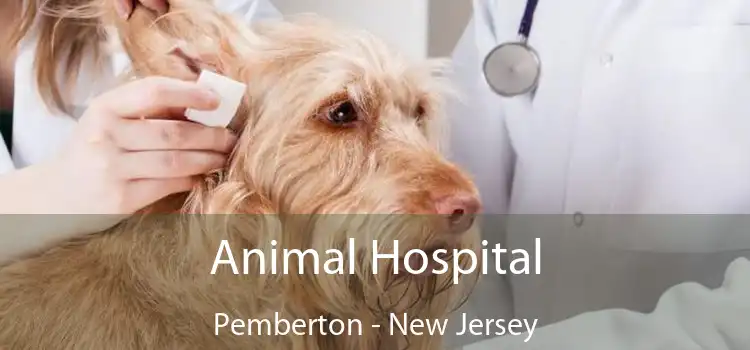 Animal Hospital Pemberton - New Jersey