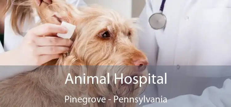 Animal Hospital Pinegrove - Pennsylvania