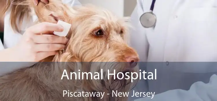 Animal Hospital Piscataway - New Jersey