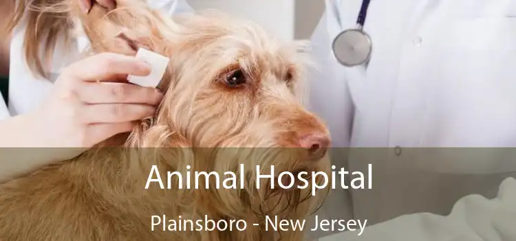 Animal Hospital Plainsboro - New Jersey
