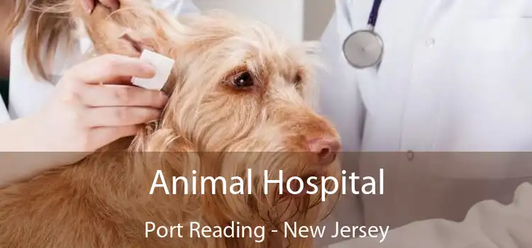 Animal Hospital Port Reading - New Jersey