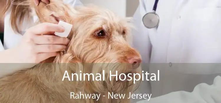 Animal Hospital Rahway - New Jersey