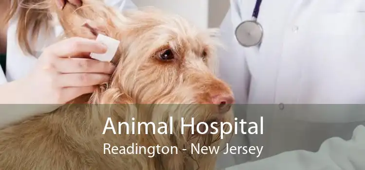 Animal Hospital Readington - New Jersey