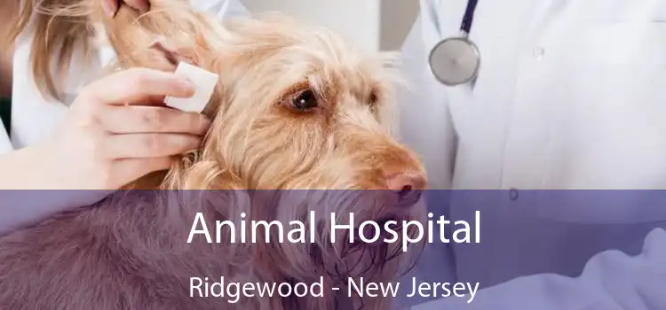 Animal Hospital Ridgewood - New Jersey