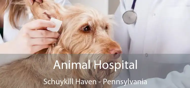 Animal Hospital Schuykill Haven - Pennsylvania