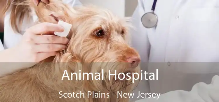 Animal Hospital Scotch Plains - New Jersey