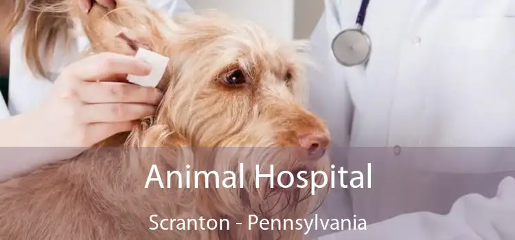 Animal Hospital Scranton - Pennsylvania