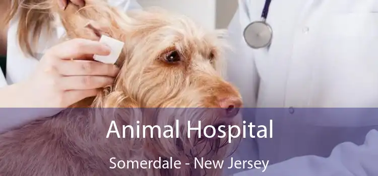Animal Hospital Somerdale - New Jersey