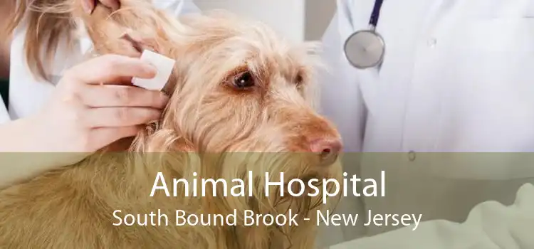 Animal Hospital South Bound Brook - New Jersey