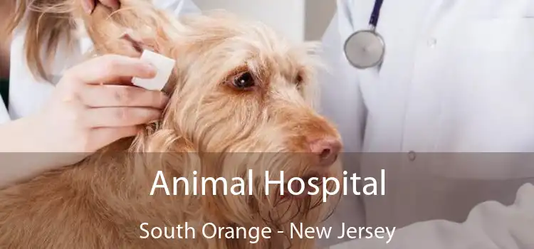 Animal Hospital South Orange - New Jersey