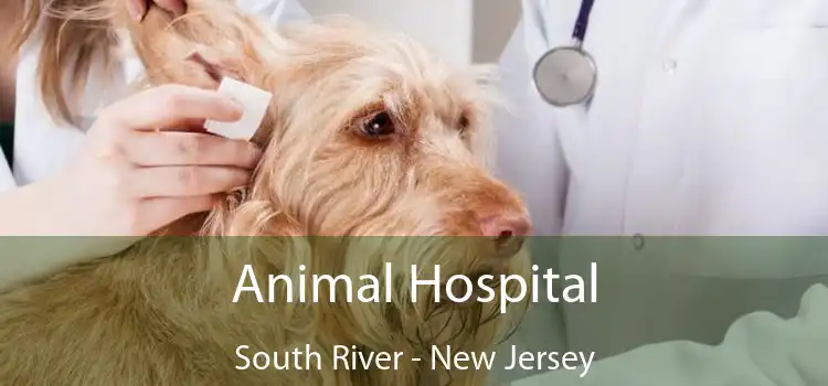 Animal Hospital South River - New Jersey