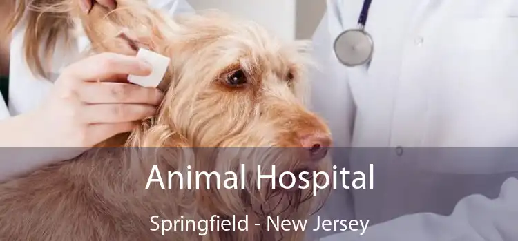 Animal Hospital Springfield - New Jersey