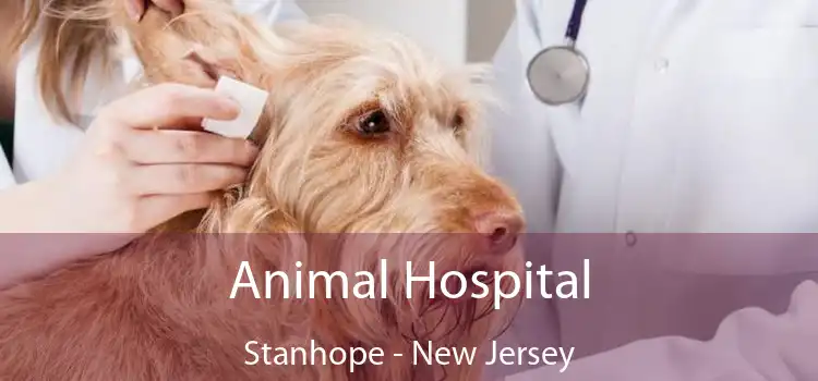 Animal Hospital Stanhope - New Jersey