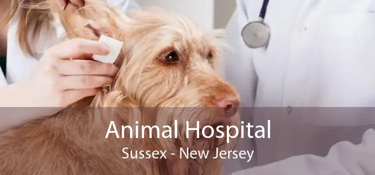 Animal Hospital Sussex - New Jersey