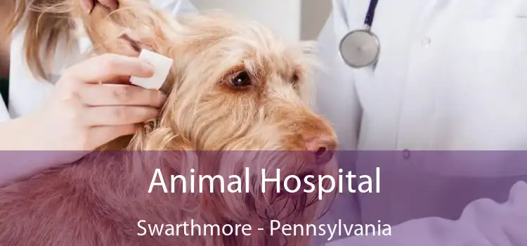 Animal Hospital Swarthmore - Pennsylvania