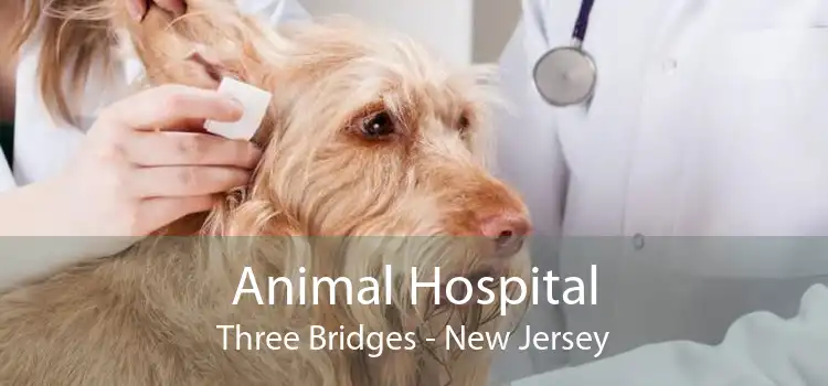 Animal Hospital Three Bridges - New Jersey
