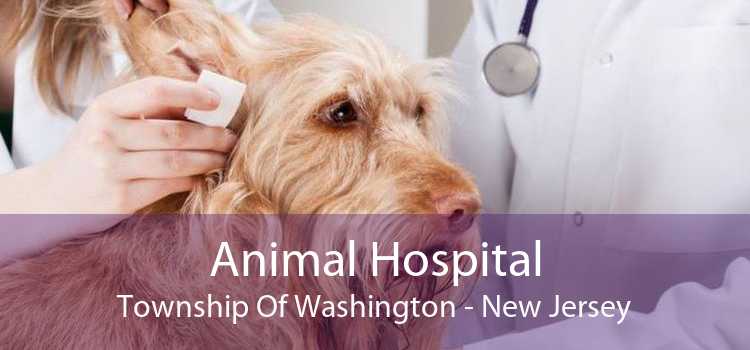 Animal Hospital Township Of Washington - New Jersey