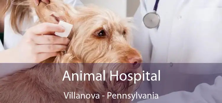 Animal Hospital Villanova - Pennsylvania