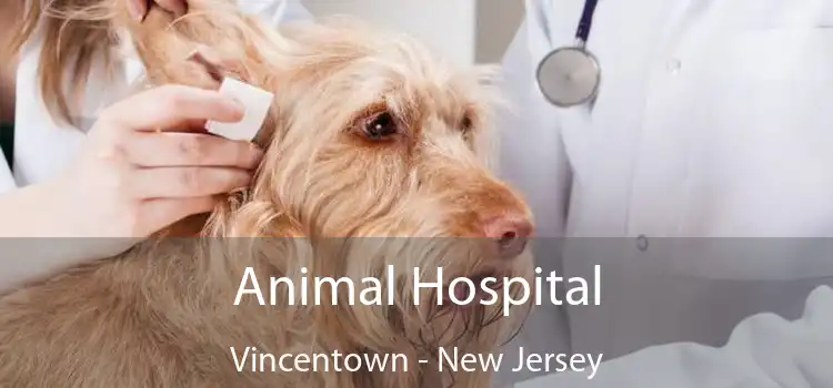 Animal Hospital Vincentown - New Jersey