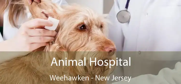 Animal Hospital Weehawken - New Jersey